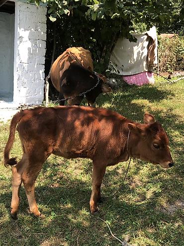 bakida cins ineklerin satisi: Dişi, il: 10, Südlük, Ünvandan götürmə — 2