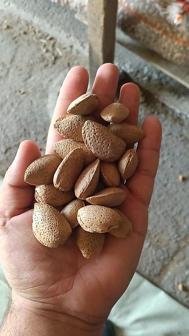 qara torpaq ve peyin: Məhsul: Qabıqlı badam Təsvir: - Təbii qabığında, tam dənələr - Bütöv — 3