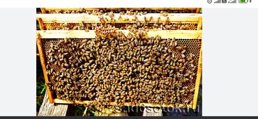 ящик пчелы: Т
продаю пчелы 1000сом 
карника карпат
Жалалабад Киров