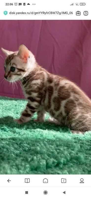 британский короткошерстный кот: Друзья. !!!.в питомнике Бен Гла Мур. долгожданные новые детки