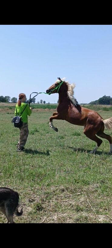 Лошади, кони: Продаю | Жеребец | Полукровка | Для разведения, Рабочий, Конный спорт | Племенные, Осеменитель