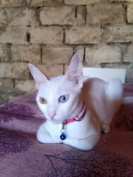 Pişiklər: Erkək, Dişi, Yaxşı əllərə, Ödənişli çatdırılma — 11