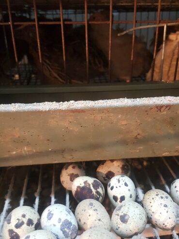 инкубационные яйца бройлера: Продаю | Инкубационные яйца | Для разведения