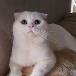 Pişiklər: Şotland, Erkək, Cütləşmə üçün, Ödənişli çatdırılma -da lalafo.az — 8 Pişiklər: Şotland, Erkək, Cütləşmə üçün, Ödənişli çatdırılma — 8