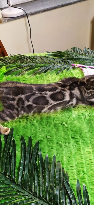 Продажа кошек: Друзья !!! питомник Бен Гла Мур с радостью предлагает новый помет. от — 9