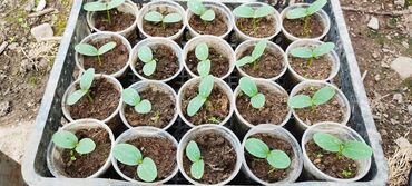 Теплицы: Продается теплица, размер 23/8 — 4