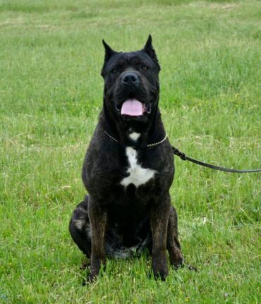 Psi: Postanite vlasnik jednog od naših vrhunskih Cane Corso štenaca — 29