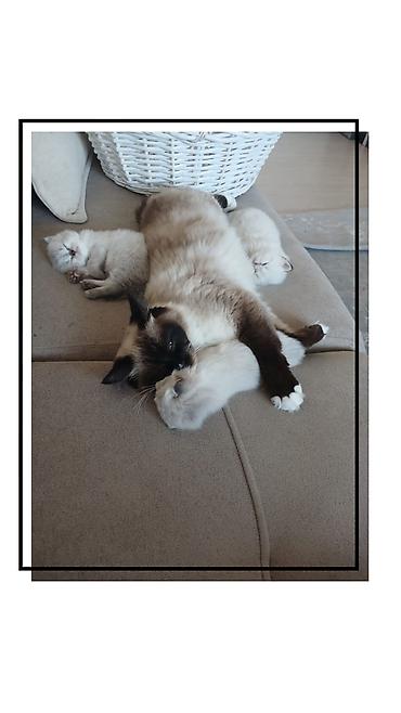 Pişiklər: Ragdoll cinsli balaca pişiklər - Cins: Ragdoll (sakit, mehriban və — 6