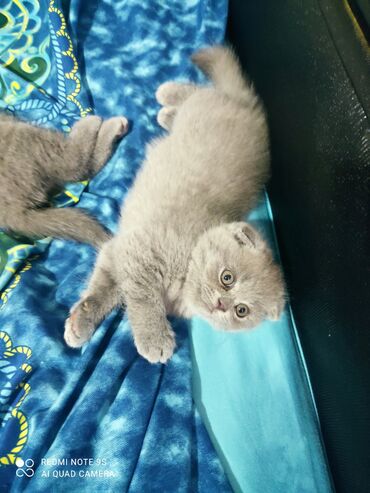 Pişiklər: Şotland, Erkək, Dişi, Ünvandan götürmə -da lalafo.az — 12 Pişiklər: Şotland, Erkək, Dişi, Ünvandan götürmə — 12