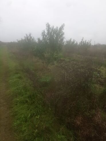 Torpaq sahələrinin satışı: 400 sot, Kənd təsərrüfatı, Maklerlər narahat etməsin — 27