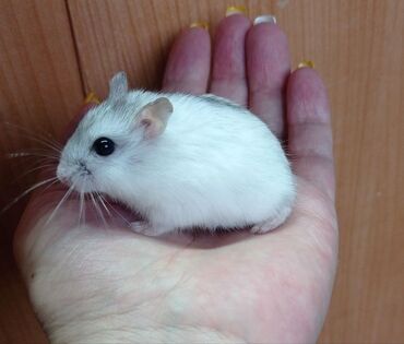 Хомяки: Продаются хомячки джунгарские, сирийские, ангорские пушистые хомячки — 8