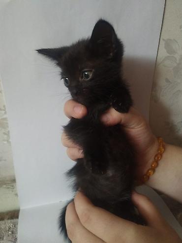 котят даром: Котята, помёт разноокрасочный: - Черный короткошёрстный котёнок с — 5