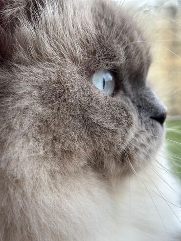 Pişiklər: Şotland uzun tüklü, Erkək, Cütləşmə üçün, Ünvandan götürmə — 7