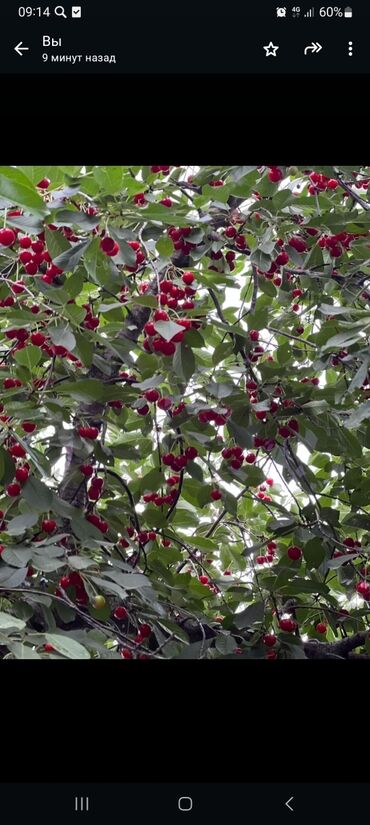 клубника бишкек: Продаю вишня со своего огорода. 1 кг 80 сомов. находимся в Бишкеке