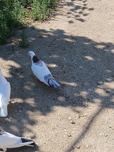qus yuvalari: Əbreş boynu güllü ərkeydi tutulmadı sol qanadnın altında zilonkası var — 8