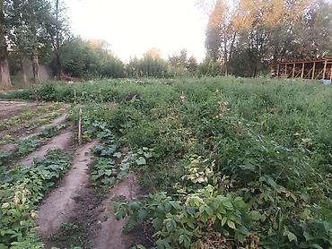 Продажа коттеджей и домов: Продаётся дом село Полтавке в одном участке два дома 1ый дом полтора — 18