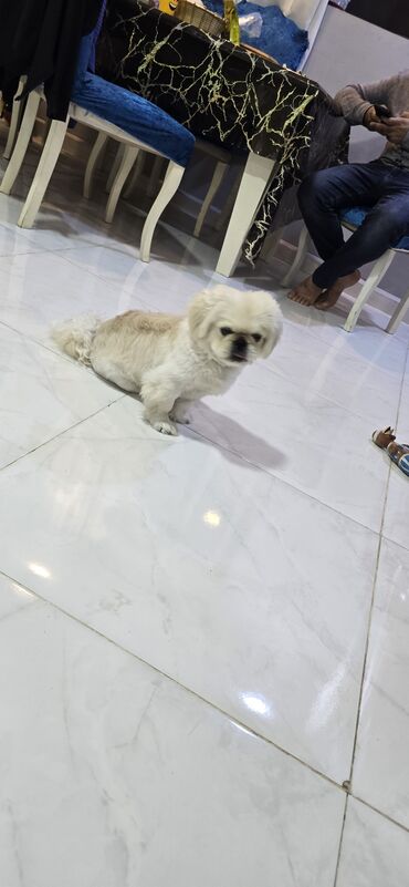 bu iti: Pekines, 10 ay, Erkek, Peyvəndli, Ünvandan götürmə, Ödənişli çatdırılma