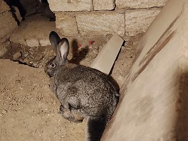 Dovşanlar: 🐇 Velikan və Kaliforniya Dovşanları Satılır Təmiz qan xəttindən olan — 12