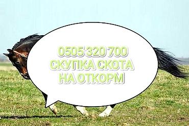 отлов животных: Частное лицо : Коровы, быки, Лошади, кони, | На откорм, Откормленные, Самовывоз — 3