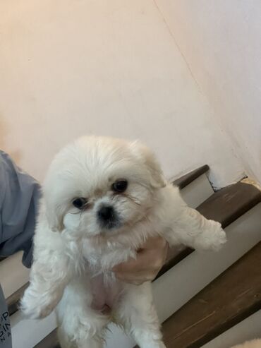 İtlər: Pekines — 9