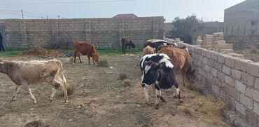 Inəklər, öküzlər: Salam 12 ədəddir hər biri tam sağlam heyvanlardır.bazar dəyərindən