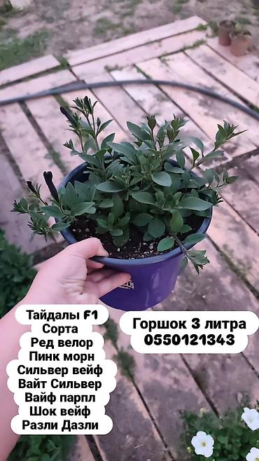 Другие животные: 🌊 Тайдалы — это когда один куст выглядит как целая клумба. Растут at lalafo.kg — 1 Другие животные: 🌊 Тайдалы — это когда один куст выглядит как целая клумба. Растут — 1