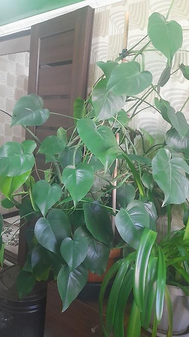 лимон дерево: Комнатное растение — филодендрон лазящий (Philodendron — 1