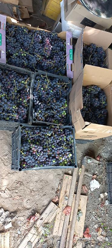 arpa unu satışı: Tam yetişmiş sirkə üzümü. Unvan Lənkəran.Kimə lazımdırsa Lənkəran — 1