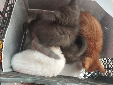 купить домик для кошки недорого: Котята, с доставкой - Окрас: серые (2 шт.), белый, рыжий. - Порода