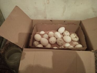 перепелийные яйца: Продаю | Инкубационные яйца | Для разведения
