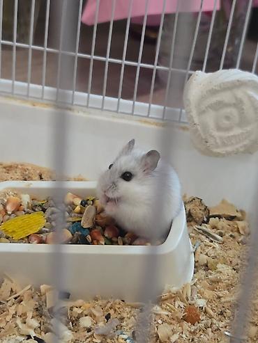 qaz balasl: Ağ rəngli xırda hamster üçün tam dəst qəfəs. HƏR ŞEY ÜSTÜNDƏ VERİLİR — 3