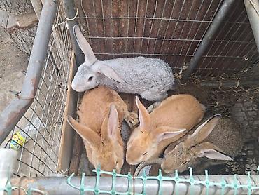 ак коён: Сатам | Ургаачы коен, Эркек коён, Коёндун бөжөктөрү — 7