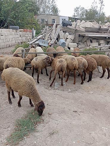 Qoyun sürüsü – ətlik və damazlıq üçün - Təsvir: Şəkillərdə qəhvəyi və lalafo.az -da Qoyun sürüsü – ətlik və damazlıq üçün - Təsvir: Şəkillərdə qəhvəyi və
