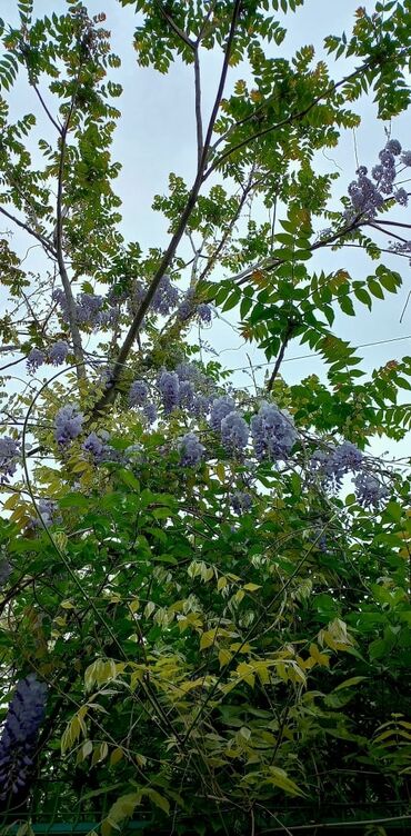 Садовые цветы и кустарники: Саженцы цветка: Пионы, Самовывоз at lalafo.kg — 16 Садовые цветы и кустарники: Саженцы цветка: Пионы, Самовывоз — 16