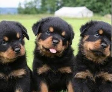 İtlər: Rotveyler — 3