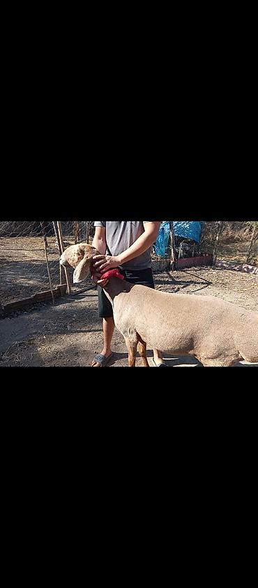 бараны цена бишкек: Продаю | Овца (самка) | Арашан | Для разведения | Матка — 2
