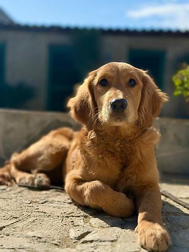 it balasi: Golden Retriever 1 yasinda - Cins: Golden Retriever - Rəng: qızılı - — 1