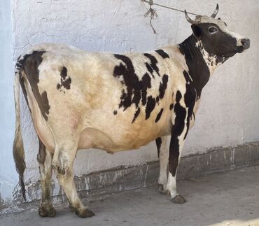 Коровы, быки: Продаю | Корова (самка) | Голштин | Для молока | Племенные, Стельные