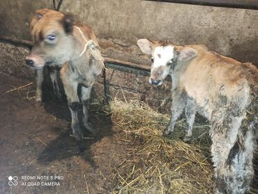 cins xoruz harda banlayar: Dana, buzov, Dişi, ay: 3, Damazlıq, Ünvandan götürmə