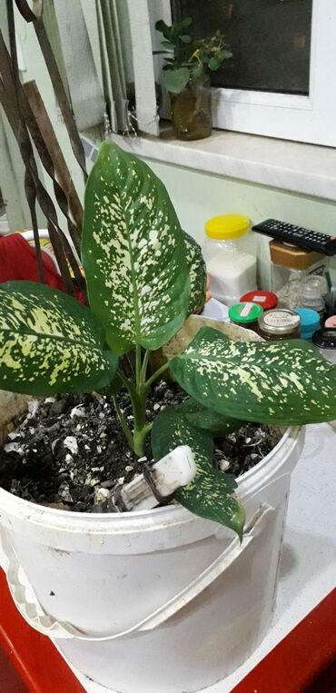 Otaq bitkiləri: DİFENBAHYA BÖYÜYÜB İRİ BİR DİBÇƏK BİTKİSİ OLUR ŞƏKİLLƏRİ VAR BAXIN — 3