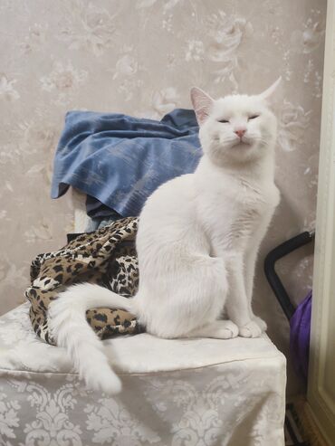 кошка белый: Продается породистый кошка.Кошка чистоплотный и добрый. Ждем хорошего
