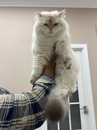 Pişiklər: Britan, Erkək, Cütləşmə üçün — 8