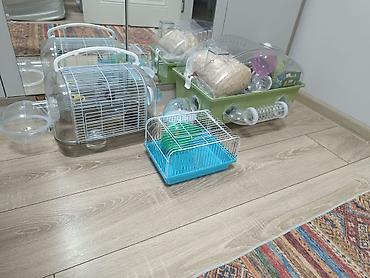 qefes satisi: Şəkildə gördüyünüz hamısı 60AZN Siçan/hamster üçün komplekt qəfəs — 1