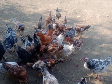 İtlər: Toyuq 13 azn
Xoruz 15 azn
Hamsi 6 ayliqdir