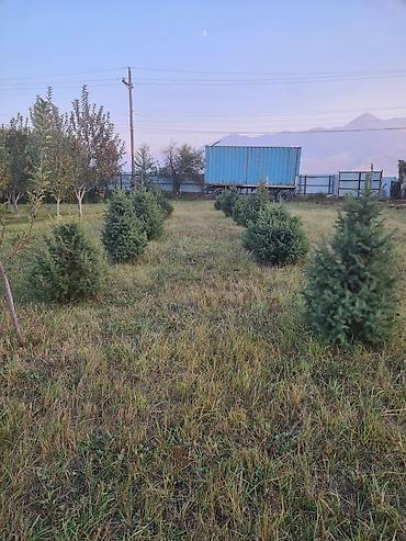 бишкек продажа растений дизель: Ели (еловые саженцы/новогодние деревья) для посадки в саду или — 2