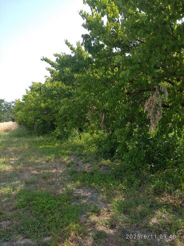 Torpaq sahələrinin satışı: 241 sot, Kənd təsərrüfatı, Mülkiyyətçi, Kupça (Çıxarış), Texniki pasport — 12