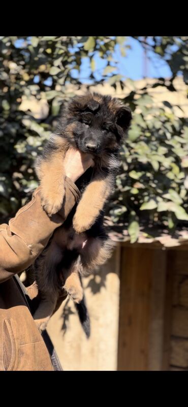 İtlər: Alman çoban iti, 3 ay, Erkek, Peyvəndli — 18
