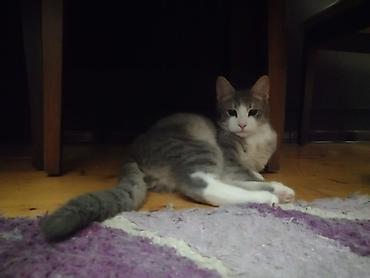 Pişiklər: Şotland yastı qulaq, Erkək, Yaxşı əllərə, Ünvandan götürmə — 19