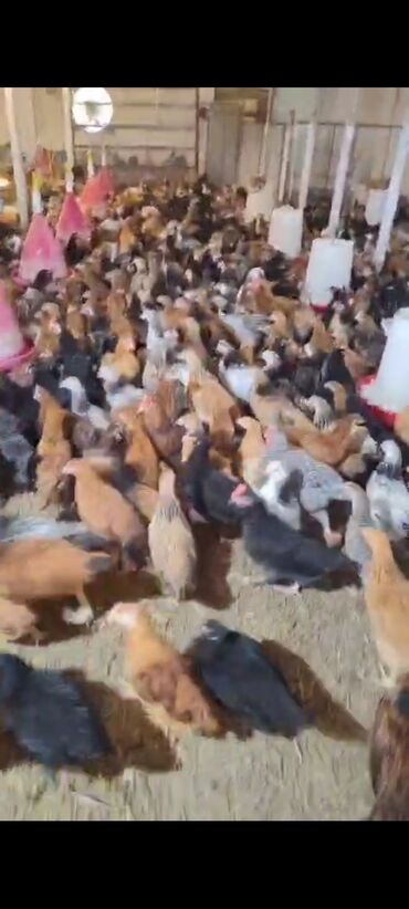 sort toyuqlar: Toyuq cücələri, Ətlik