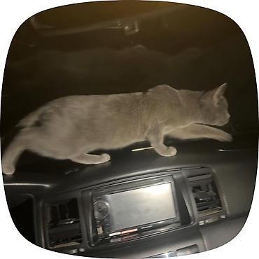 Британский короткошёрстный котёнок, окрас голубой (серый). - Возраст at lalafo.kg Британский короткошёрстный котёнок, окрас голубой (серый). - Возраст